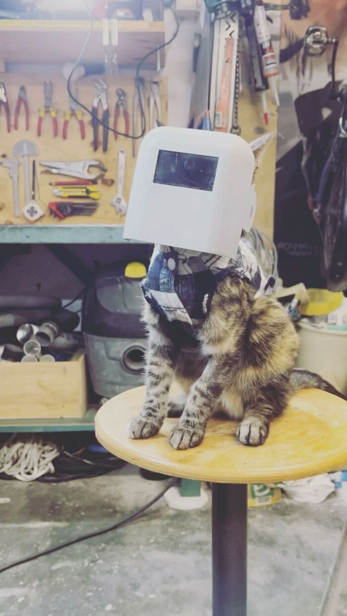 This Owner Brings His Cat Everywhere And They Go On All Kinds Of Crazy Adventures Together (33 New Pics)