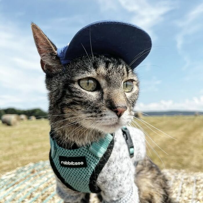 This Owner Brings His Cat Everywhere And They Go On All Kinds Of Crazy Adventures Together (33 New Pics)