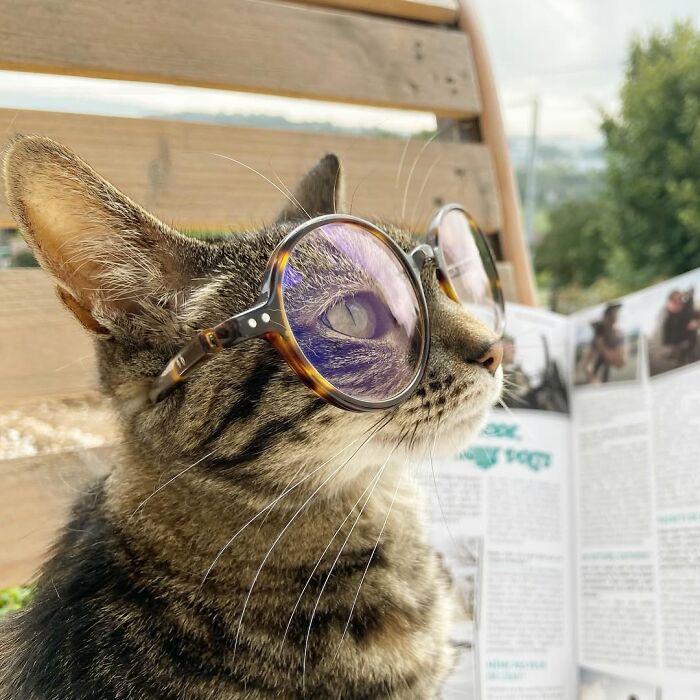 This Owner Brings His Cat Everywhere And They Go On All Kinds Of Crazy Adventures Together (33 New Pics)