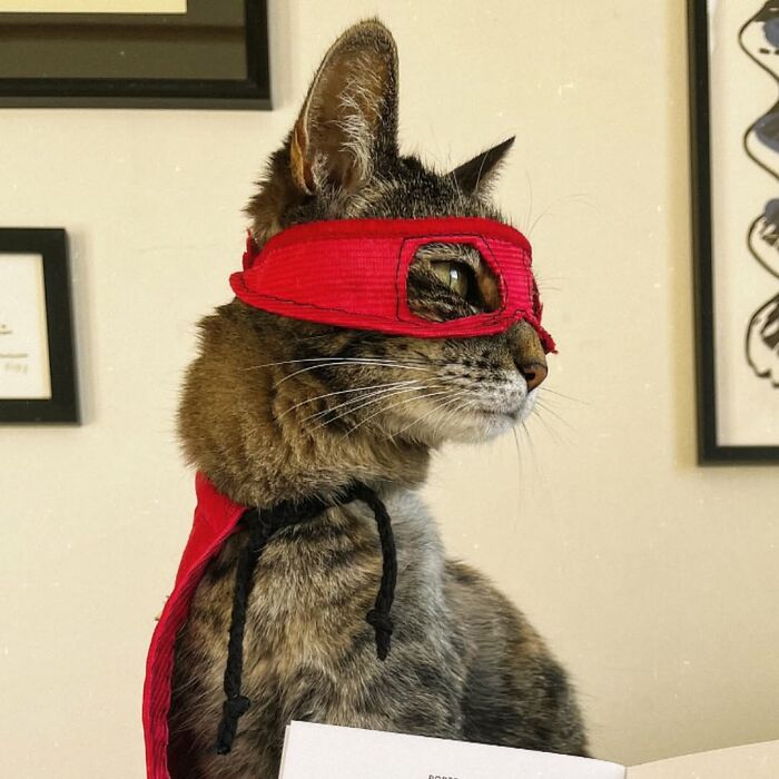 This Owner Brings His Cat Everywhere And They Go On All Kinds Of Crazy Adventures Together (33 New Pics)