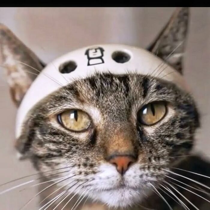 This Owner Brings His Cat Everywhere And They Go On All Kinds Of Crazy Adventures Together (33 New Pics)