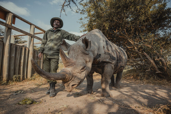 Photographer Captured The Last 2 Northern White Rhinos And The People Who Protect Them (18 Pics) Photographer Captured The Last 2 Northern White Rhinos And The People Who Protect Them (18 Pics)