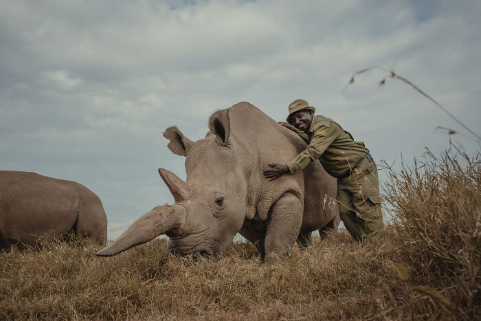 Photographer Captured The Last 2 Northern White Rhinos And The People Who Protect Them (18 Pics) Photographer Captured The Last 2 Northern White Rhinos And The People Who Protect Them (18 Pics)