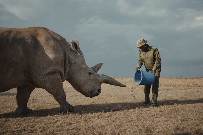 Photographer Captured The Last 2 Northern White Rhinos And The People Who Protect Them (18 Pics) Photographer Captured The Last 2 Northern White Rhinos And The People Who Protect Them (18 Pics)
