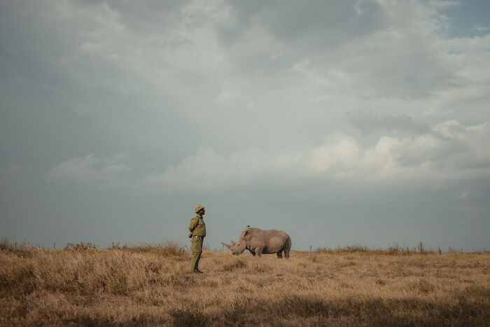 Photographer Captured The Last 2 Northern White Rhinos And The People Who Protect Them (18 Pics) Photographer Captured The Last 2 Northern White Rhinos And The People Who Protect Them (18 Pics)