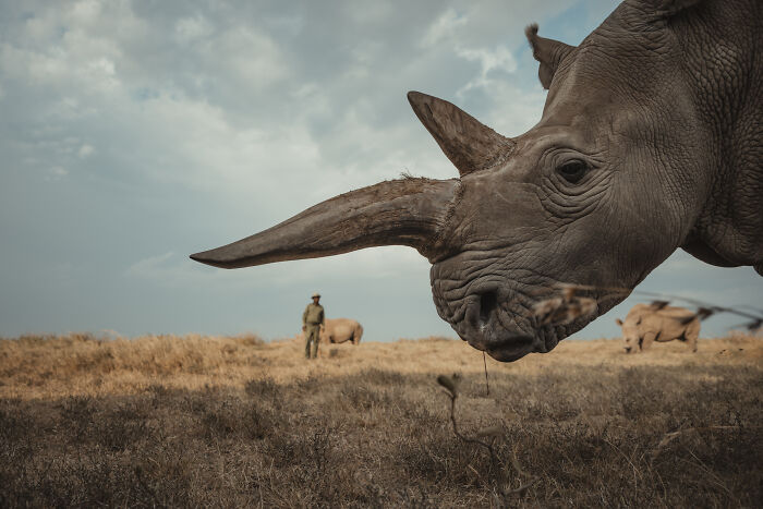 Photographer Captured The Last 2 Northern White Rhinos And The People Who Protect Them (18 Pics) Photographer Captured The Last 2 Northern White Rhinos And The People Who Protect Them (18 Pics)