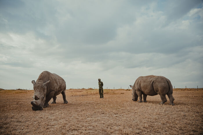 Photographer Captured The Last 2 Northern White Rhinos And The People Who Protect Them (18 Pics) Photographer Captured The Last 2 Northern White Rhinos And The People Who Protect Them (18 Pics)