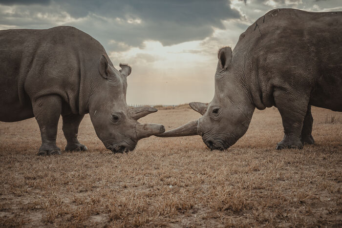 Photographer Captured The Last 2 Northern White Rhinos And The People Who Protect Them (18 Pics) Photographer Captured The Last 2 Northern White Rhinos And The People Who Protect Them (18 Pics)