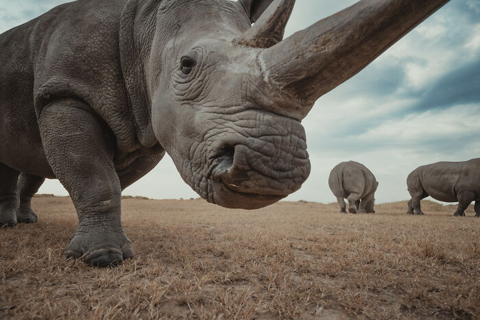 Photographer Captured The Last 2 Northern White Rhinos And The People Who Protect Them (18 Pics) Photographer Captured The Last 2 Northern White Rhinos And The People Who Protect Them (18 Pics)