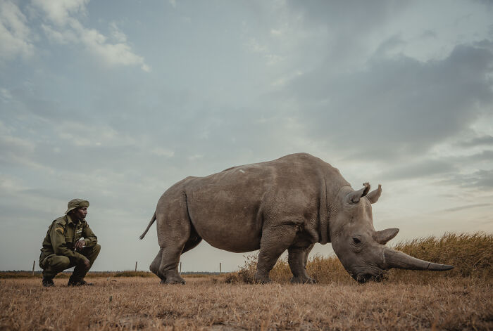 Photographer Captured The Last 2 Northern White Rhinos And The People Who Protect Them (18 Pics) Photographer Captured The Last 2 Northern White Rhinos And The People Who Protect Them (18 Pics)