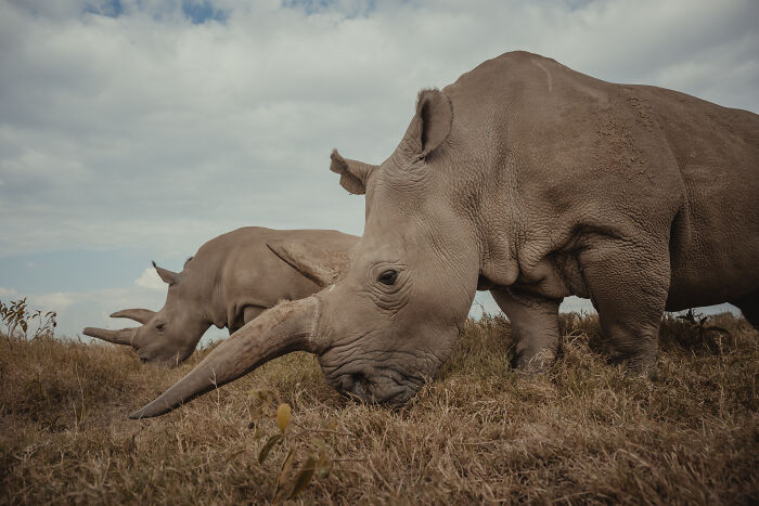 Photographer Captured The Last 2 Northern White Rhinos And The People Who Protect Them (18 Pics) Photographer Captured The Last 2 Northern White Rhinos And The People Who Protect Them (18 Pics)
