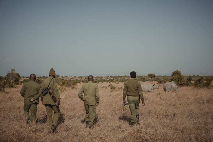 Photographer Captured The Last 2 Northern White Rhinos And The People Who Protect Them (18 Pics) Photographer Captured The Last 2 Northern White Rhinos And The People Who Protect Them (18 Pics)