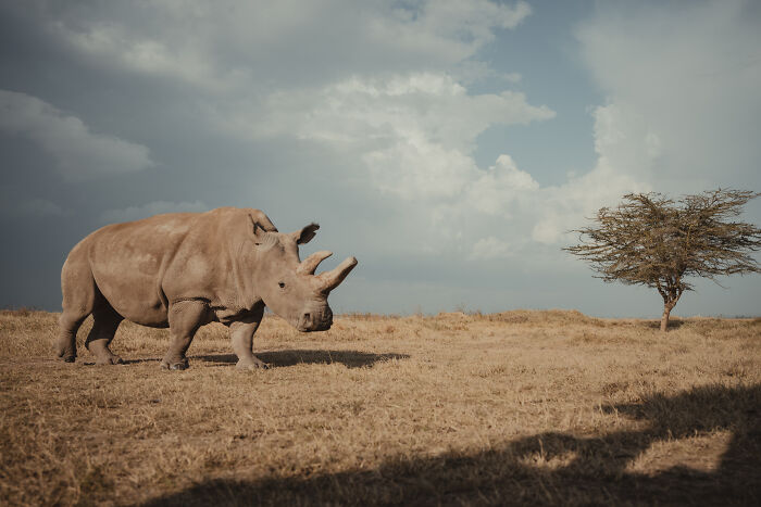 Photographer Captured The Last 2 Northern White Rhinos And The People Who Protect Them (18 Pics) Photographer Captured The Last 2 Northern White Rhinos And The People Who Protect Them (18 Pics)