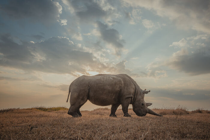 Photographer Captured The Last 2 Northern White Rhinos And The People Who Protect Them (18 Pics) Photographer Captured The Last 2 Northern White Rhinos And The People Who Protect Them (18 Pics)