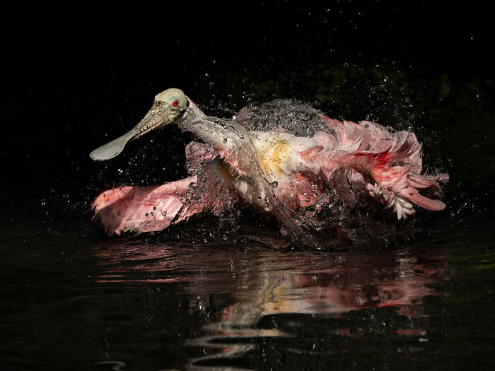 The 2025 & 2026 Audubon Photography Awards Highlighted These 54 Incredible Bird Shots The 2025 & 2026 Audubon Photography Awards Highlighted These 54 Incredible Bird Shots