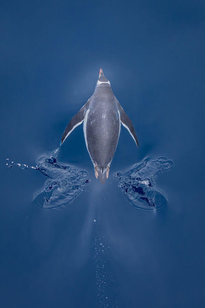 The 2025 & 2026 Audubon Photography Awards Highlighted These 54 Incredible Bird Shots The 2025 & 2026 Audubon Photography Awards Highlighted These 54 Incredible Bird Shots