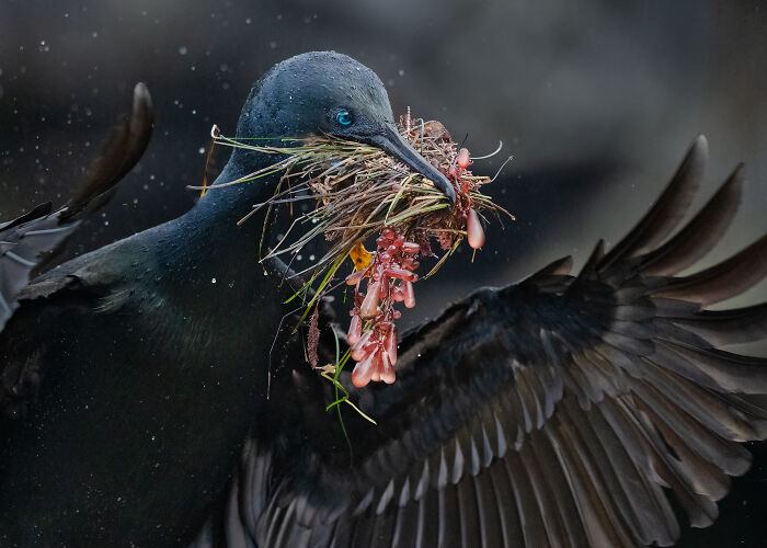 The 2025 & 2026 Audubon Photography Awards Highlighted These 54 Incredible Bird Shots The 2025 & 2026 Audubon Photography Awards Highlighted These 54 Incredible Bird Shots