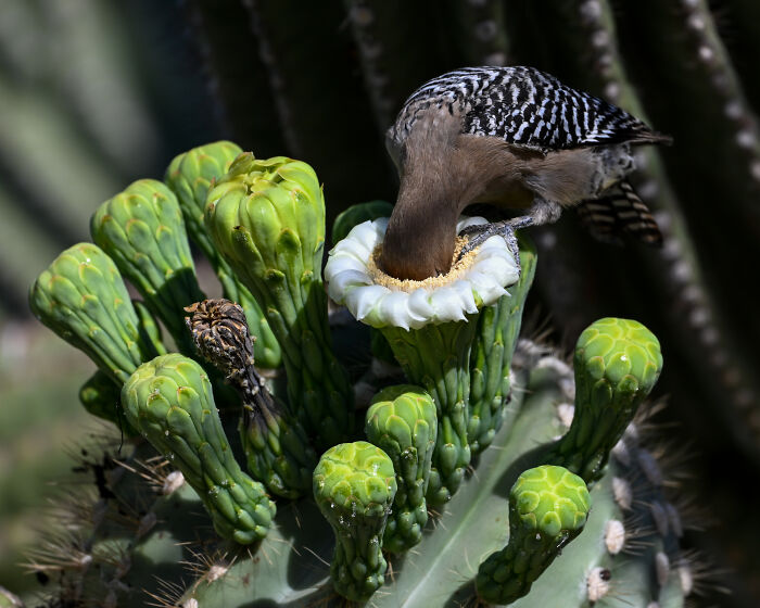 The 2025 & 2026 Audubon Photography Awards Highlighted These 54 Incredible Bird Shots The 2025 & 2026 Audubon Photography Awards Highlighted These 54 Incredible Bird Shots