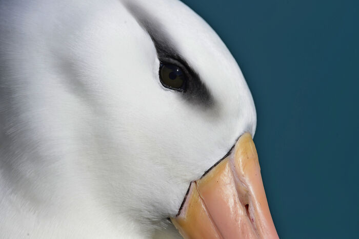 The 2025 & 2026 Audubon Photography Awards Highlighted These 54 Incredible Bird Shots The 2025 & 2026 Audubon Photography Awards Highlighted These 54 Incredible Bird Shots
