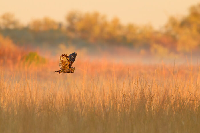 The 2025 & 2026 Audubon Photography Awards Highlighted These 54 Incredible Bird Shots The 2025 & 2026 Audubon Photography Awards Highlighted These 54 Incredible Bird Shots
