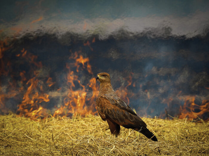 The 2025 & 2026 Audubon Photography Awards Highlighted These 54 Incredible Bird Shots The 2025 & 2026 Audubon Photography Awards Highlighted These 54 Incredible Bird Shots