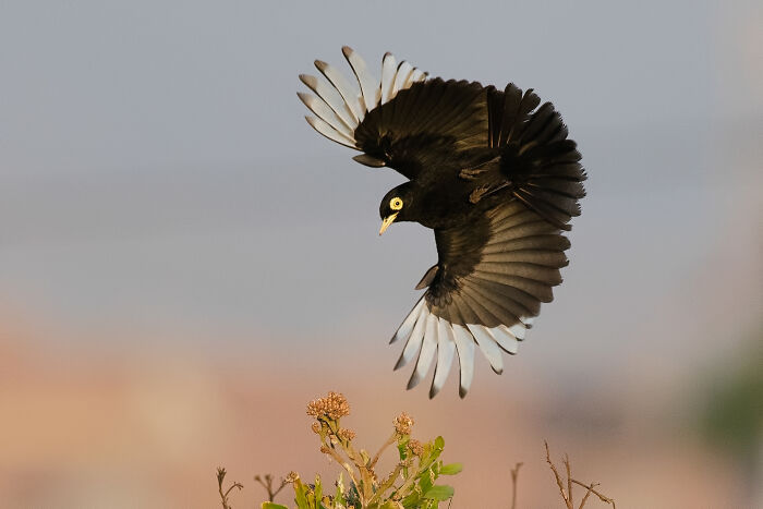 The 2025 & 2026 Audubon Photography Awards Highlighted These 54 Incredible Bird Shots The 2025 & 2026 Audubon Photography Awards Highlighted These 54 Incredible Bird Shots