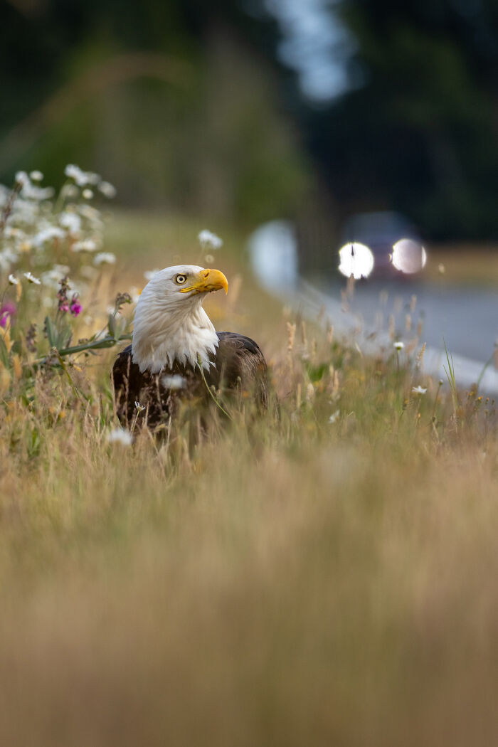 The 2025 & 2026 Audubon Photography Awards Highlighted These 54 Incredible Bird Shots The 2025 & 2026 Audubon Photography Awards Highlighted These 54 Incredible Bird Shots