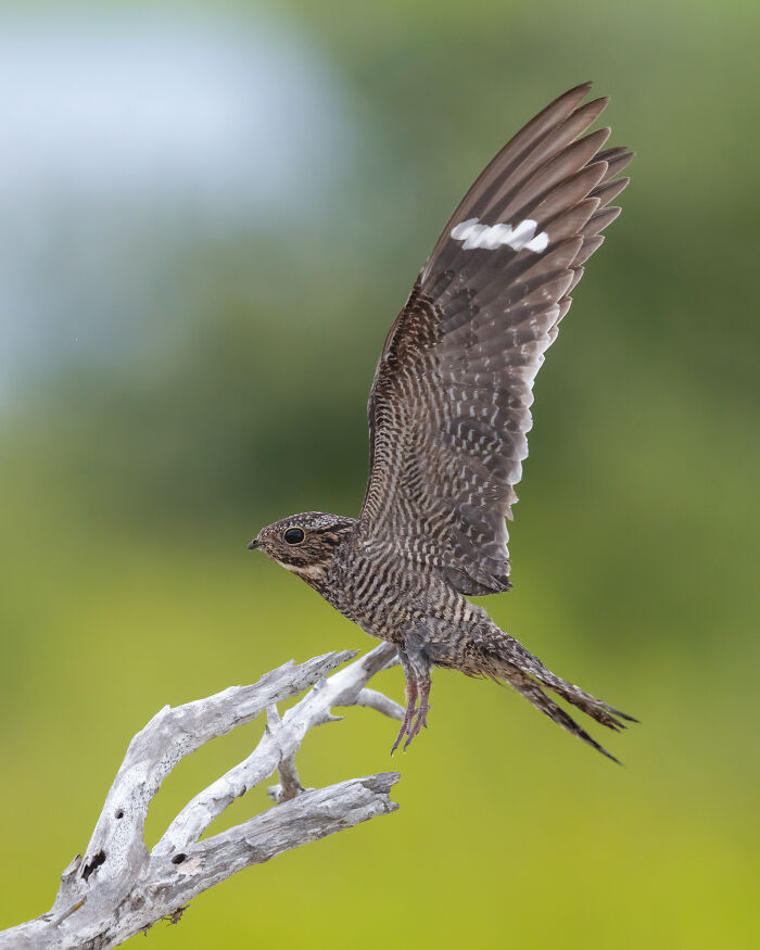 The 2025 & 2026 Audubon Photography Awards Highlighted These 54 Incredible Bird Shots The 2025 & 2026 Audubon Photography Awards Highlighted These 54 Incredible Bird Shots