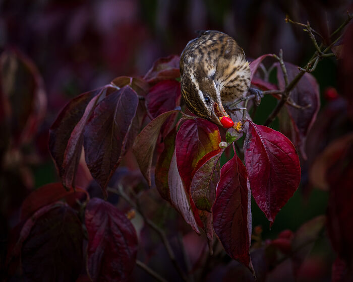 The 2025 & 2026 Audubon Photography Awards Highlighted These 54 Incredible Bird Shots The 2025 & 2026 Audubon Photography Awards Highlighted These 54 Incredible Bird Shots