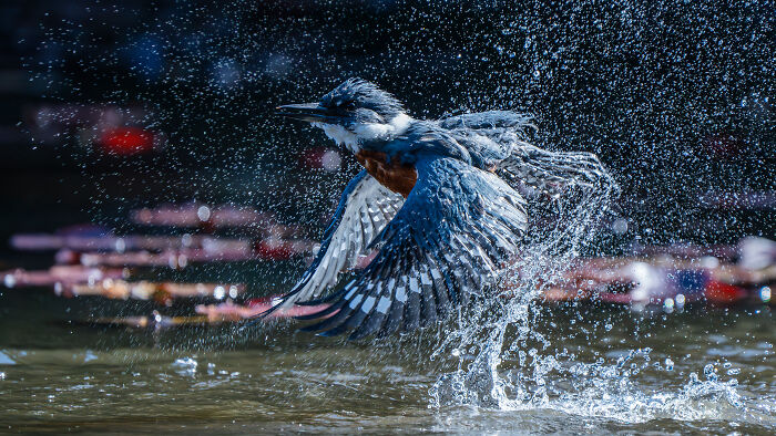 The 2025 & 2026 Audubon Photography Awards Highlighted These 54 Incredible Bird Shots The 2025 & 2026 Audubon Photography Awards Highlighted These 54 Incredible Bird Shots
