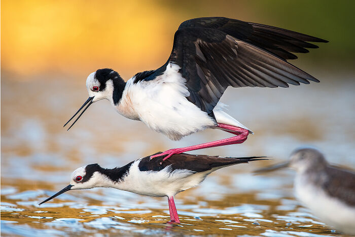The 2025 & 2026 Audubon Photography Awards Highlighted These 54 Incredible Bird Shots The 2025 & 2026 Audubon Photography Awards Highlighted These 54 Incredible Bird Shots