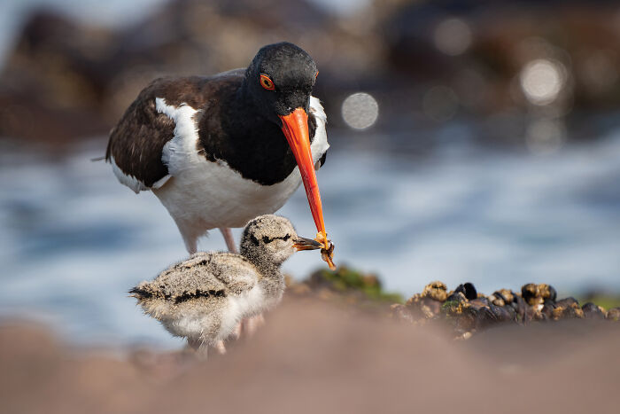 The 2025 & 2026 Audubon Photography Awards Highlighted These 54 Incredible Bird Shots The 2025 & 2026 Audubon Photography Awards Highlighted These 54 Incredible Bird Shots