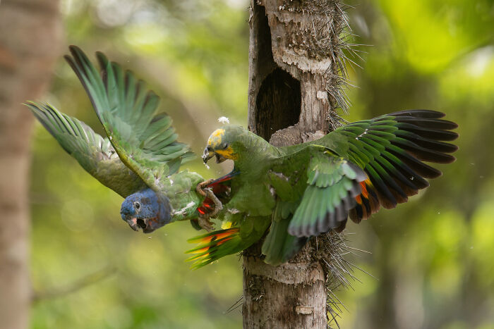 The 2025 & 2026 Audubon Photography Awards Highlighted These 54 Incredible Bird Shots The 2025 & 2026 Audubon Photography Awards Highlighted These 54 Incredible Bird Shots