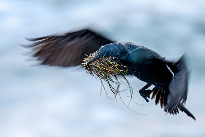 The 2025 & 2026 Audubon Photography Awards Highlighted These 54 Incredible Bird Shots The 2025 & 2026 Audubon Photography Awards Highlighted These 54 Incredible Bird Shots