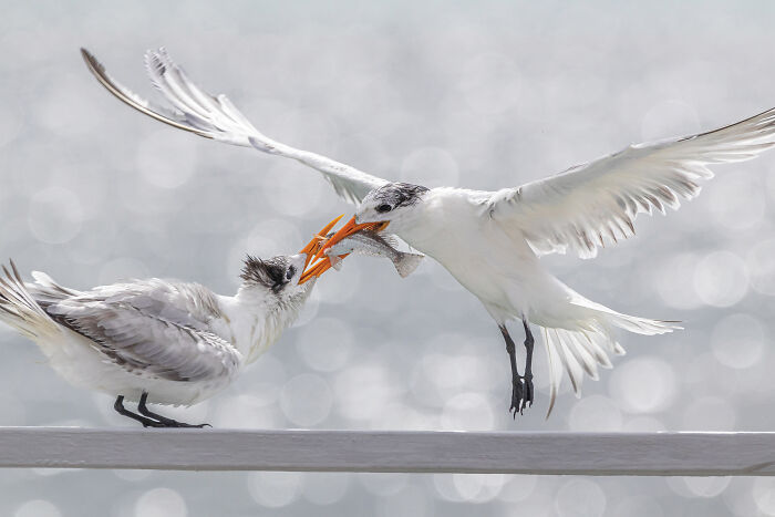 The 2025 & 2026 Audubon Photography Awards Highlighted These 54 Incredible Bird Shots The 2025 & 2026 Audubon Photography Awards Highlighted These 54 Incredible Bird Shots