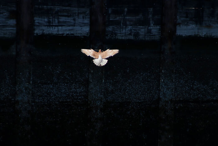 The 2025 & 2026 Audubon Photography Awards Highlighted These 54 Incredible Bird Shots The 2025 & 2026 Audubon Photography Awards Highlighted These 54 Incredible Bird Shots