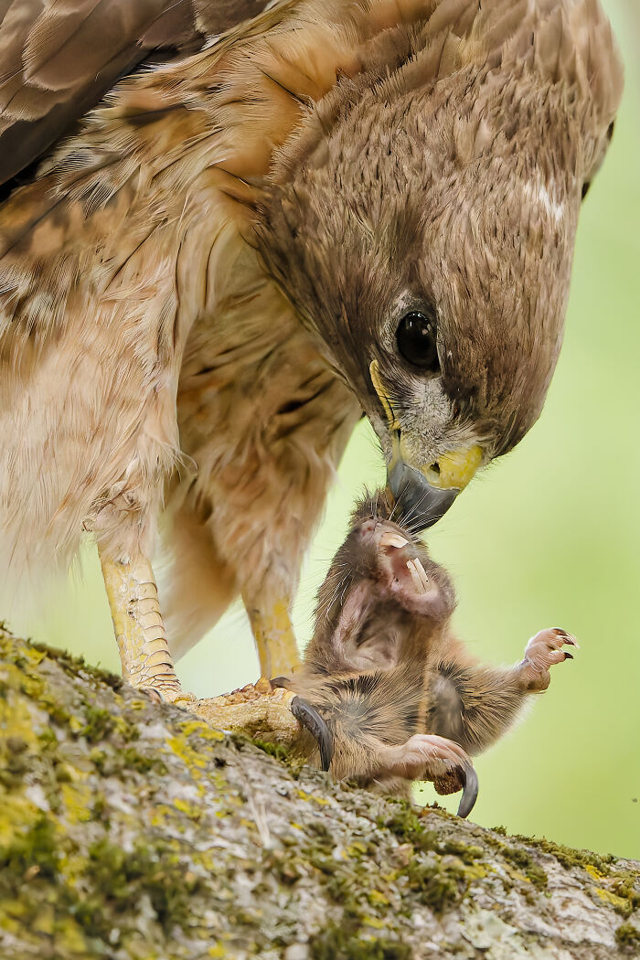 The 2025 & 2026 Audubon Photography Awards Highlighted These 54 Incredible Bird Shots The 2025 & 2026 Audubon Photography Awards Highlighted These 54 Incredible Bird Shots