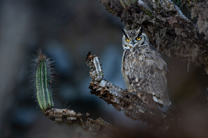 The 2025 & 2026 Audubon Photography Awards Highlighted These 54 Incredible Bird Shots The 2025 & 2026 Audubon Photography Awards Highlighted These 54 Incredible Bird Shots