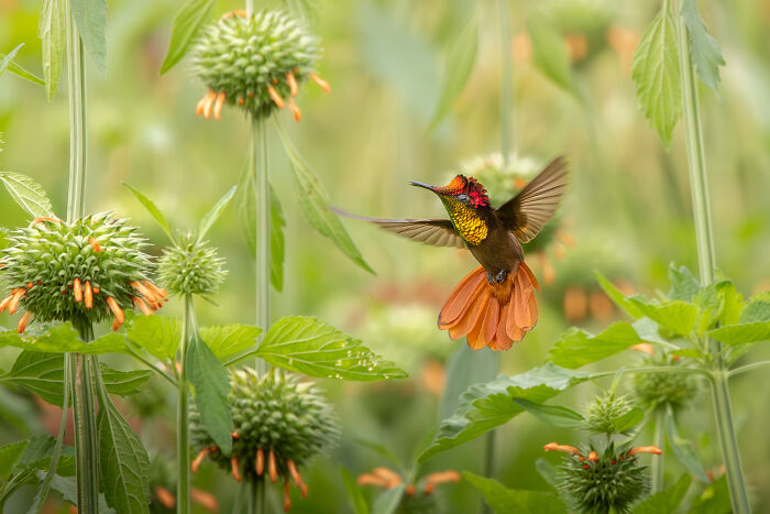 The 2025 & 2026 Audubon Photography Awards Highlighted These 54 Incredible Bird Shots The 2025 & 2026 Audubon Photography Awards Highlighted These 54 Incredible Bird Shots