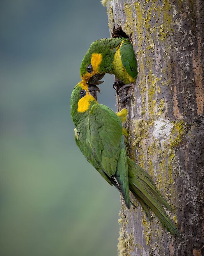 The 2025 & 2026 Audubon Photography Awards Highlighted These 54 Incredible Bird Shots The 2025 & 2026 Audubon Photography Awards Highlighted These 54 Incredible Bird Shots