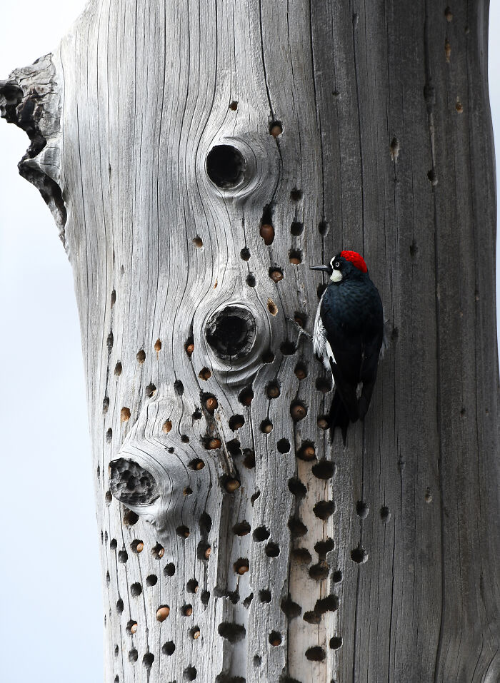 The 2025 & 2026 Audubon Photography Awards Highlighted These 54 Incredible Bird Shots The 2025 & 2026 Audubon Photography Awards Highlighted These 54 Incredible Bird Shots