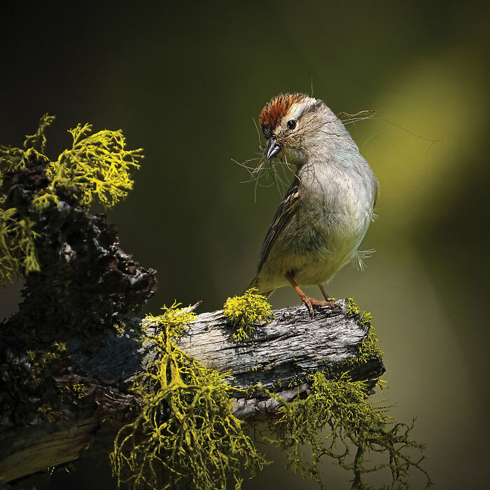 The 2025 & 2026 Audubon Photography Awards Highlighted These 54 Incredible Bird Shots The 2025 & 2026 Audubon Photography Awards Highlighted These 54 Incredible Bird Shots