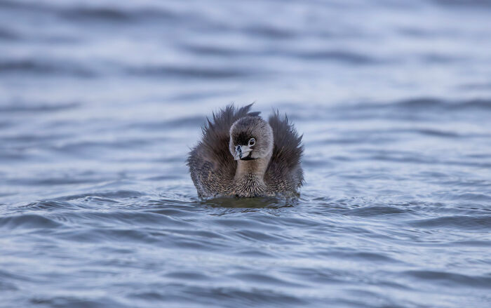 The 2025 & 2026 Audubon Photography Awards Highlighted These 54 Incredible Bird Shots The 2025 & 2026 Audubon Photography Awards Highlighted These 54 Incredible Bird Shots