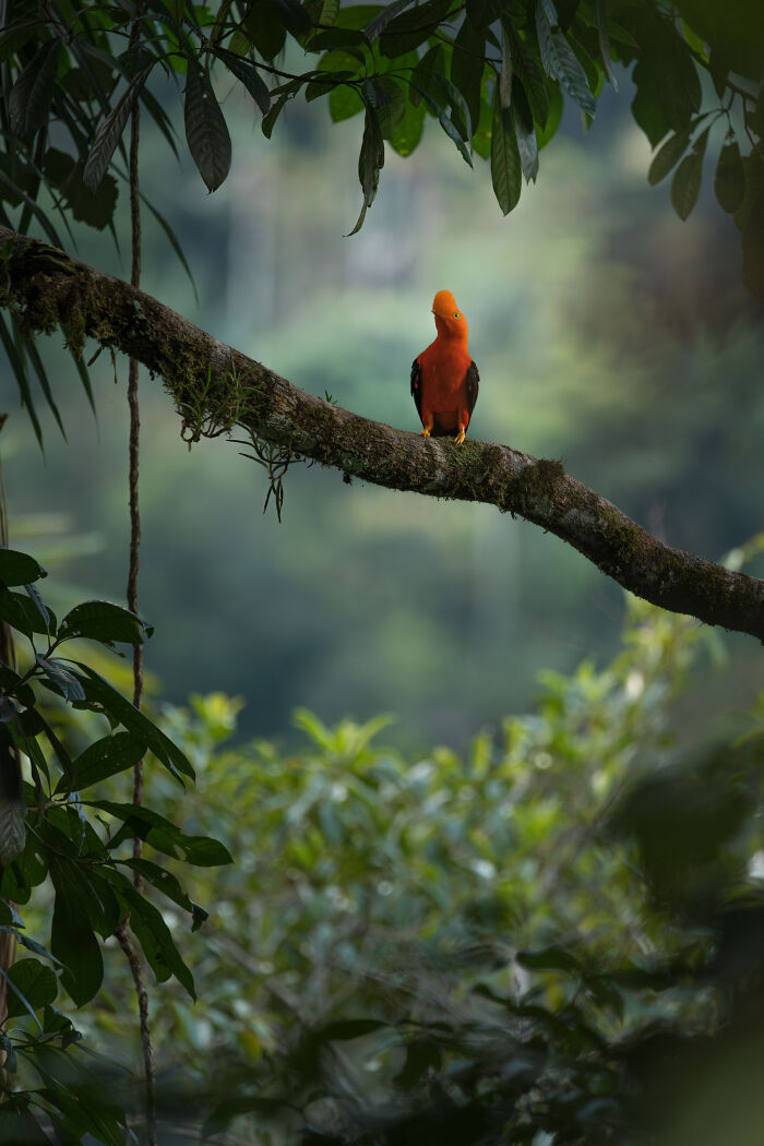 The 2025 & 2026 Audubon Photography Awards Highlighted These 54 Incredible Bird Shots The 2025 & 2026 Audubon Photography Awards Highlighted These 54 Incredible Bird Shots