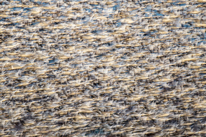 The 2025 & 2026 Audubon Photography Awards Highlighted These 54 Incredible Bird Shots The 2025 & 2026 Audubon Photography Awards Highlighted These 54 Incredible Bird Shots
