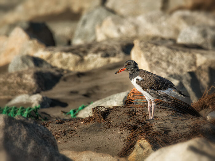 The 2025 & 2026 Audubon Photography Awards Highlighted These 54 Incredible Bird Shots The 2025 & 2026 Audubon Photography Awards Highlighted These 54 Incredible Bird Shots
