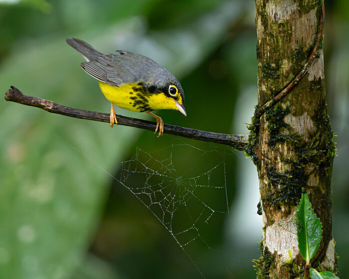 The 2025 & 2026 Audubon Photography Awards Highlighted These 54 Incredible Bird Shots The 2025 & 2026 Audubon Photography Awards Highlighted These 54 Incredible Bird Shots