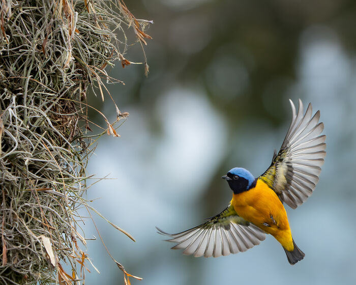 The 2025 & 2026 Audubon Photography Awards Highlighted These 54 Incredible Bird Shots The 2025 & 2026 Audubon Photography Awards Highlighted These 54 Incredible Bird Shots