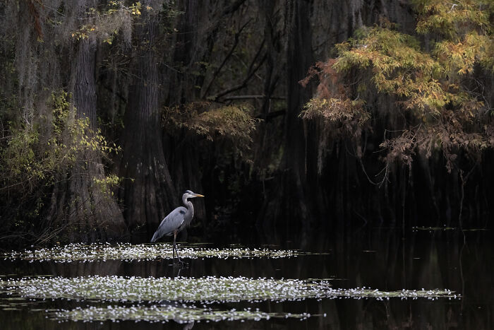The 2025 & 2026 Audubon Photography Awards Highlighted These 54 Incredible Bird Shots The 2025 & 2026 Audubon Photography Awards Highlighted These 54 Incredible Bird Shots