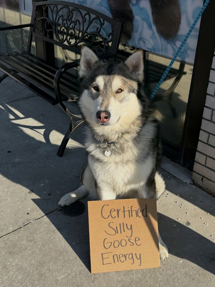 &ldquo;Dog With Sign&rdquo; Uses Its Famous Cardboard Messages To Spotlight Adoptable Pups (44 Pics)
